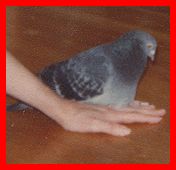 Children's stories and fairy tales from Baby Bird Productions. A photo of Bucky the pigeon.