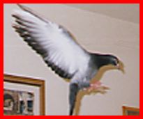 Children's stories and fairy tales from Baby Bird Productions. A photo of Lucky, the growing pigeon, flying in the apartment.