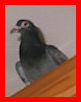 Children's stories and fairy tales from Baby Bird Productions. A photo of Lucky, the orphaned baby pigeon, perching on the furniture.