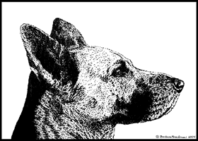 German Shepherd dog.