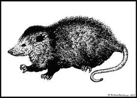 Opossum.
